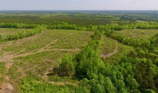 Photo of UNDER CONTRACT!  104.8 Acres of Hunting Land For Sale in Halifax County NC!
