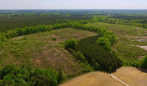 Photo of UNDER CONTRACT!  104.8 Acres of Hunting Land For Sale in Halifax County NC!