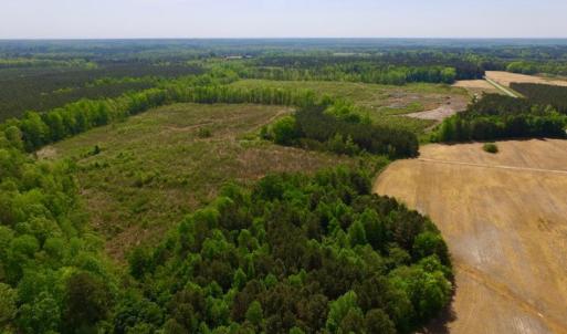 Photo of UNDER CONTRACT!  104.8 Acres of Hunting Land For Sale in Halifax County NC!