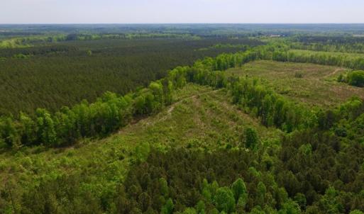 Photo of UNDER CONTRACT!  104.8 Acres of Hunting Land For Sale in Halifax County NC!