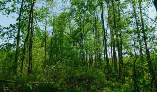 Photo of UNDER CONTRACT!  104.8 Acres of Hunting Land For Sale in Halifax County NC!