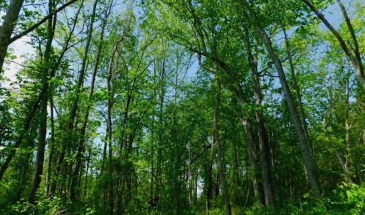 Photo of UNDER CONTRACT!  104.8 Acres of Hunting Land For Sale in Halifax County NC!