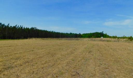 Photo of UNDER CONTRACT!  104.8 Acres of Hunting Land For Sale in Halifax County NC!