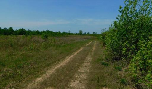 Photo of UNDER CONTRACT!  50.77 Acres of Hunting Land For Sale in Halifax County NC!