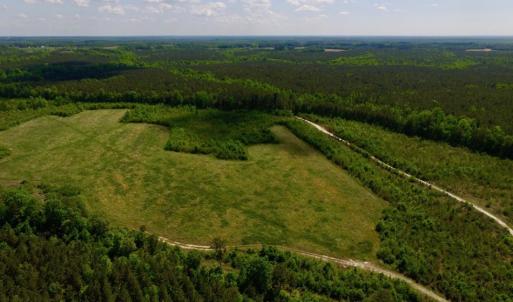Photo of UNDER CONTRACT!  102 Acres of Hunting Land For Sale in Halifax County NC!