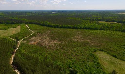 Photo of UNDER CONTRACT!  102 Acres of Hunting Land For Sale in Halifax County NC!