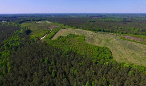 Photo of UNDER CONTRACT!  102 Acres of Hunting Land For Sale in Halifax County NC!