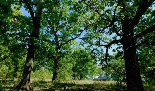 Photo of UNDER CONTRACT!  102 Acres of Hunting Land For Sale in Halifax County NC!