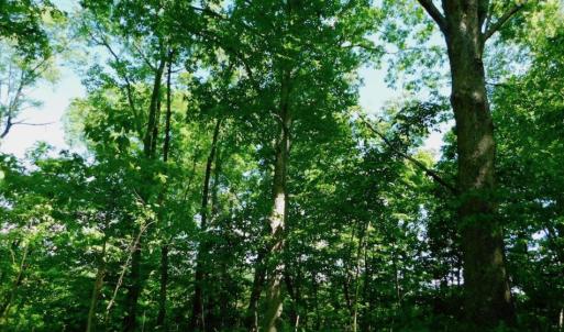 Photo of UNDER CONTRACT!  102 Acres of Hunting Land For Sale in Halifax County NC!