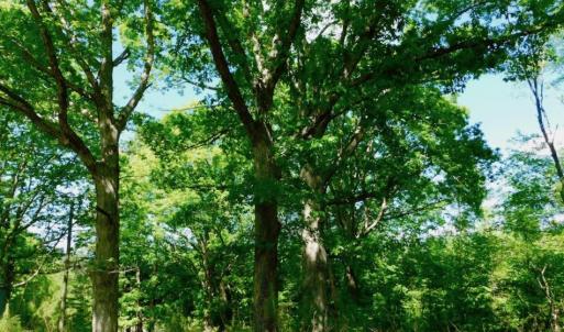 Photo of UNDER CONTRACT!  102 Acres of Hunting Land For Sale in Halifax County NC!