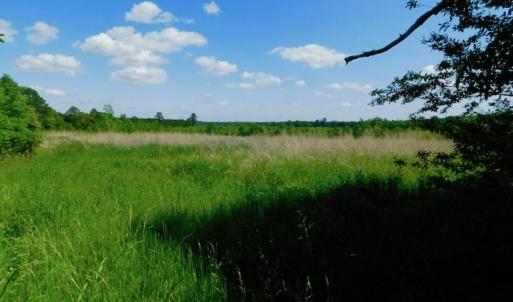 Photo of UNDER CONTRACT!  102 Acres of Hunting Land For Sale in Halifax County NC!