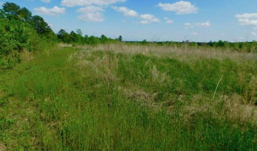 Photo of UNDER CONTRACT!  102 Acres of Hunting Land For Sale in Halifax County NC!