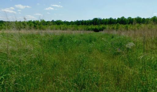 Photo of UNDER CONTRACT!  102 Acres of Hunting Land For Sale in Halifax County NC!