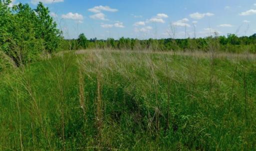 Photo of UNDER CONTRACT!  102 Acres of Hunting Land For Sale in Halifax County NC!
