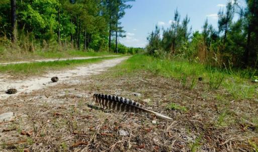 Photo of UNDER CONTRACT!  102 Acres of Hunting Land For Sale in Halifax County NC!