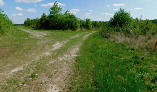 Photo of UNDER CONTRACT!  102 Acres of Hunting Land For Sale in Halifax County NC!