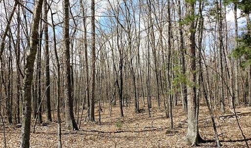 Photo of UNDER CONTRACT!  99 Acres of Hunting Land for Sale in Rockbridge County VA!