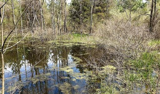 Photo of UNDER CONTRACT!  99 Acres of Hunting Land for Sale in Rockbridge County VA!