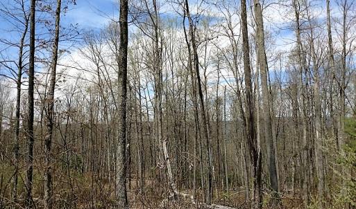 Photo of UNDER CONTRACT!  99 Acres of Hunting Land for Sale in Rockbridge County VA!