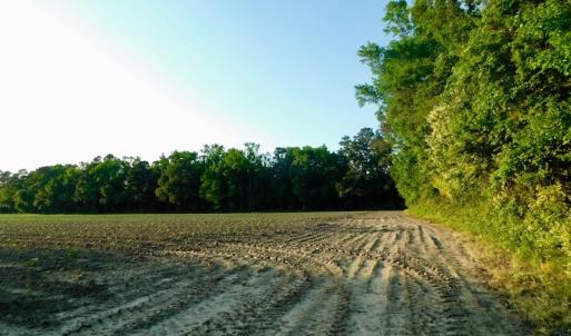 Photo of UNDER CONRACT!  36 Acres of Farm Land For Sale in Jones County NC!