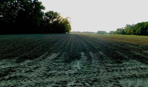 Photo of UNDER CONRACT!  36 Acres of Farm Land For Sale in Jones County NC!