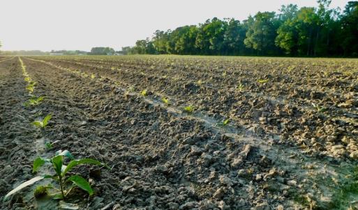 Photo of UNDER CONRACT!  36 Acres of Farm Land For Sale in Jones County NC!