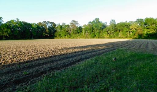 Photo of UNDER CONRACT!  36 Acres of Farm Land For Sale in Jones County NC!