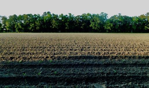 Photo of UNDER CONRACT!  36 Acres of Farm Land For Sale in Jones County NC!