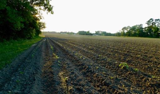 Photo of UNDER CONRACT!  36 Acres of Farm Land For Sale in Jones County NC!