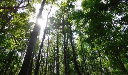 Photo of UNDER CONTRACT!  22.63 Acres of Farm and Hunting Land For Sale in Wilson County NC!