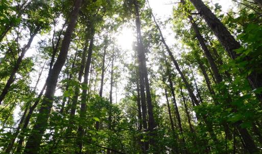 Photo of UNDER CONTRACT!  22.63 Acres of Farm and Hunting Land For Sale in Wilson County NC!