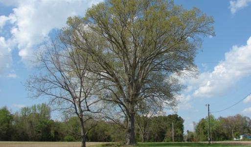 Photo of UNDER CONTRACT!  75 Acres of Farm and Timber Land For Sale in Columbus County NC!