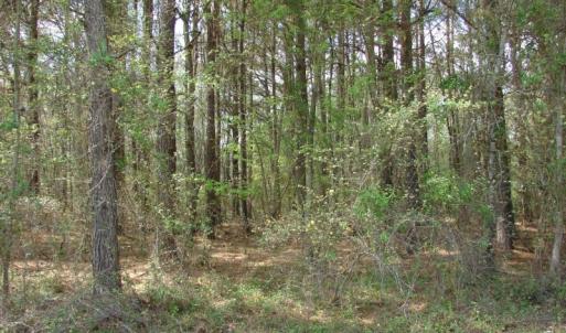 Photo of UNDER CONTRACT!  75 Acres of Farm and Timber Land For Sale in Columbus County NC!