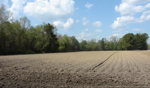 Photo of UNDER CONTRACT!  75 Acres of Farm and Timber Land For Sale in Columbus County NC!