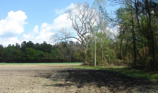 Photo of UNDER CONTRACT!  75 Acres of Farm and Timber Land For Sale in Columbus County NC!