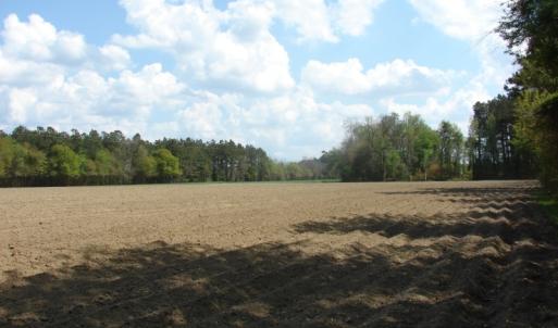 Photo of UNDER CONTRACT!  75 Acres of Farm and Timber Land For Sale in Columbus County NC!