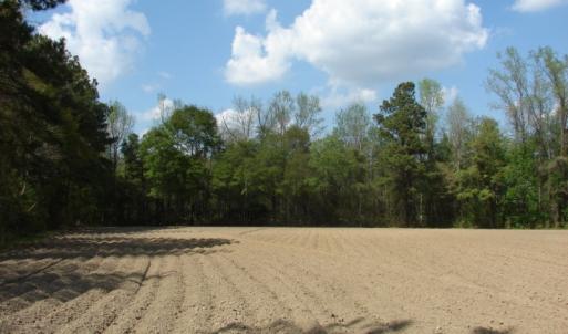 Photo of UNDER CONTRACT!  75 Acres of Farm and Timber Land For Sale in Columbus County NC!
