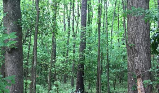 Photo of UNDER CONTRACT!  20.46 Acres of Pasture and Timber Land For Sale in Columbus County NC!