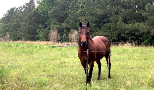 Photo of UNDER CONTRACT!  20.46 Acres of Pasture and Timber Land For Sale in Columbus County NC!