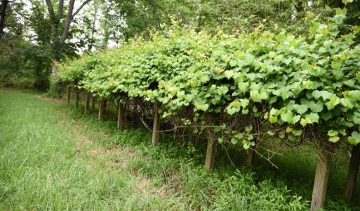 Photo of UNDER CONTRACT!  13 Acres of Rural Residential Land For Sale in Pitt County NC!