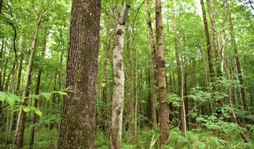 Photo of UNDER CONTRACT!  13 Acres of Rural Residential Land For Sale in Pitt County NC!