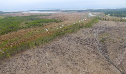 Photo of UNER CONTRACT!  109 Acres of Hunting Land for Sale in Mathews County VA!