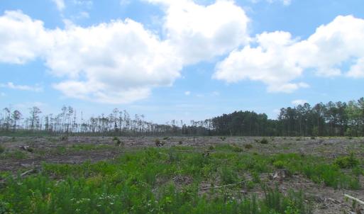 Photo of UNER CONTRACT!  109 Acres of Hunting Land for Sale in Mathews County VA!