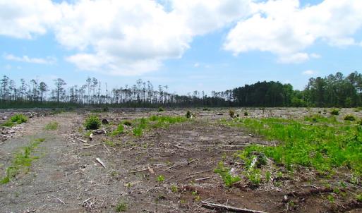 Photo of UNER CONTRACT!  109 Acres of Hunting Land for Sale in Mathews County VA!