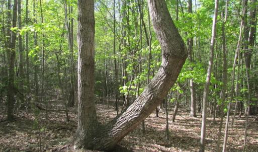 Photo of UNDER CONTRACT!  25 Acres of Land with Home in King William County VA!