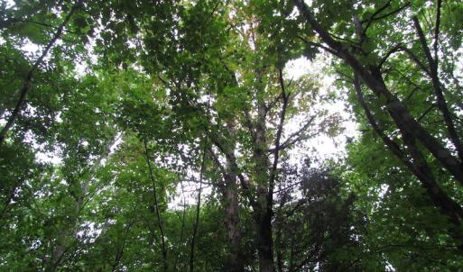Photo of UNDER CONTRACT!  25 Acres of Land with Home in King William County VA!