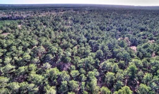 Photo of SOLD!  761 Acres of Hunting Land For Sale in Accomack County VA!