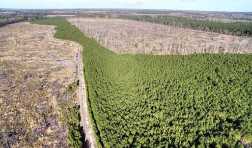 Photo of SOLD!  761 Acres of Hunting Land For Sale in Accomack County VA!