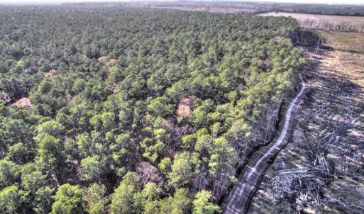 Photo of SOLD!  761 Acres of Hunting Land For Sale in Accomack County VA!