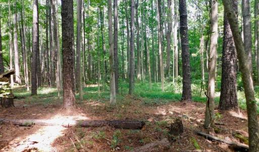 Photo of UNDER CONTRACT!  30 Acres of Timber and Hunting Land For Sale in Nash County NC!